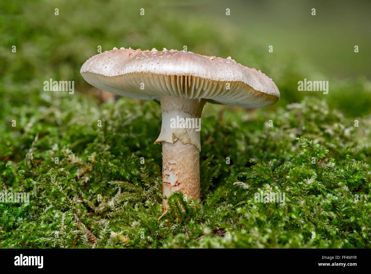 Blusher (Amanita rubescens), commestibili, Cantone di Ginevra, Svizzera Foto Stock