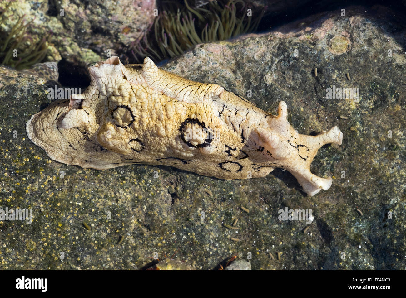 Mare maculato lepre (Aplysia dactylomela), pozze di marea, La Gomera, isole Canarie, Spagna Foto Stock