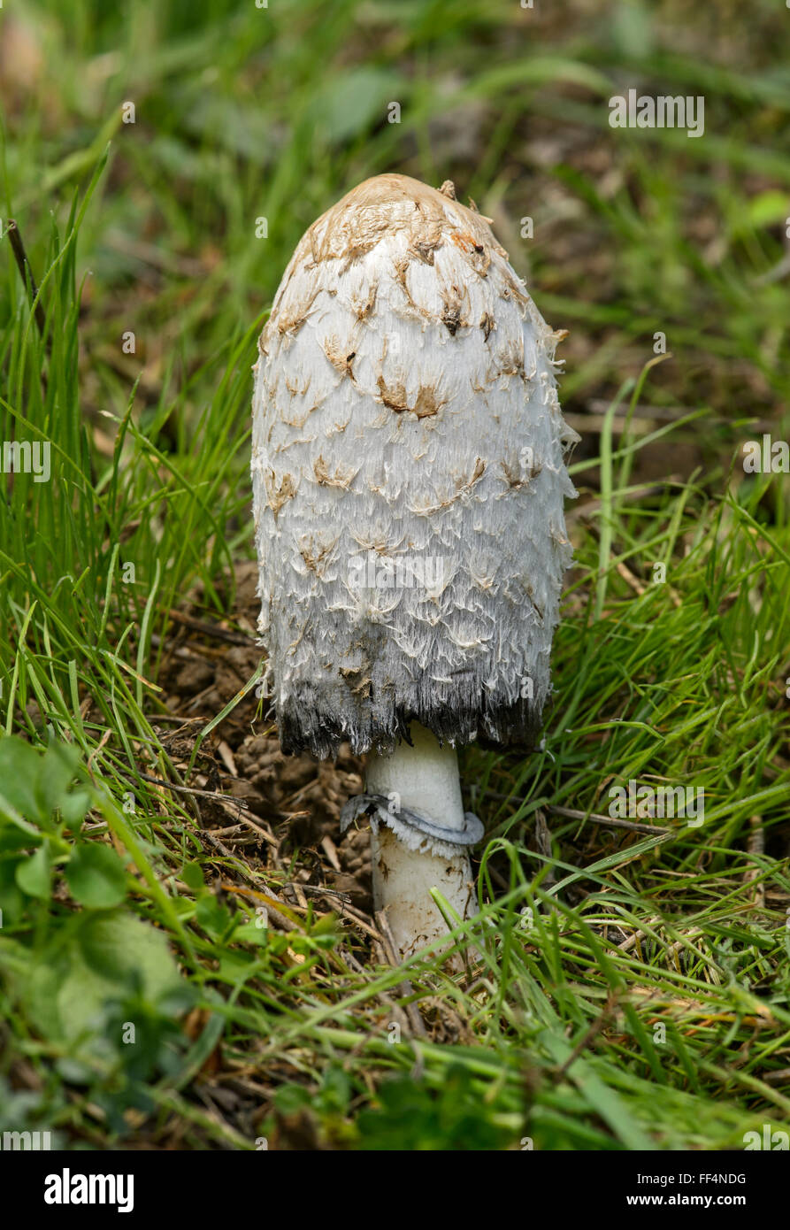 Shaggy copertura di inchiostro (Coprinus comatus), commestibili, Cantone di Ginevra, Svizzera Foto Stock