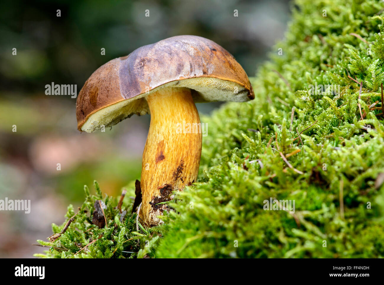 Bay bolete (Imleria badia), funghi commestibili, cantone di Fribourg, Svizzera Foto Stock