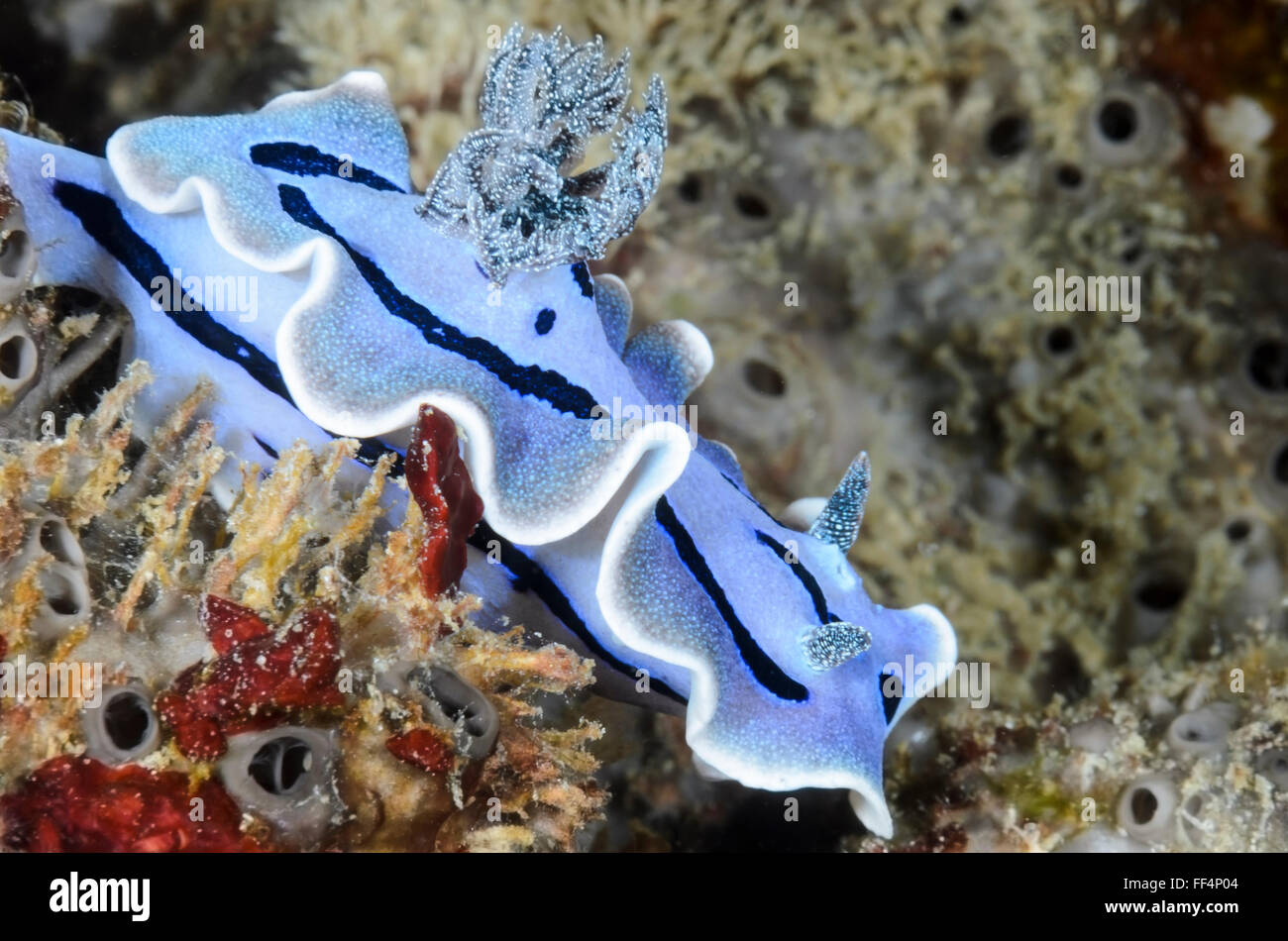 Sea slug o nudibranch, Chromodoris willani, Moalboal, Tuble, Cebu, Filippine Foto Stock