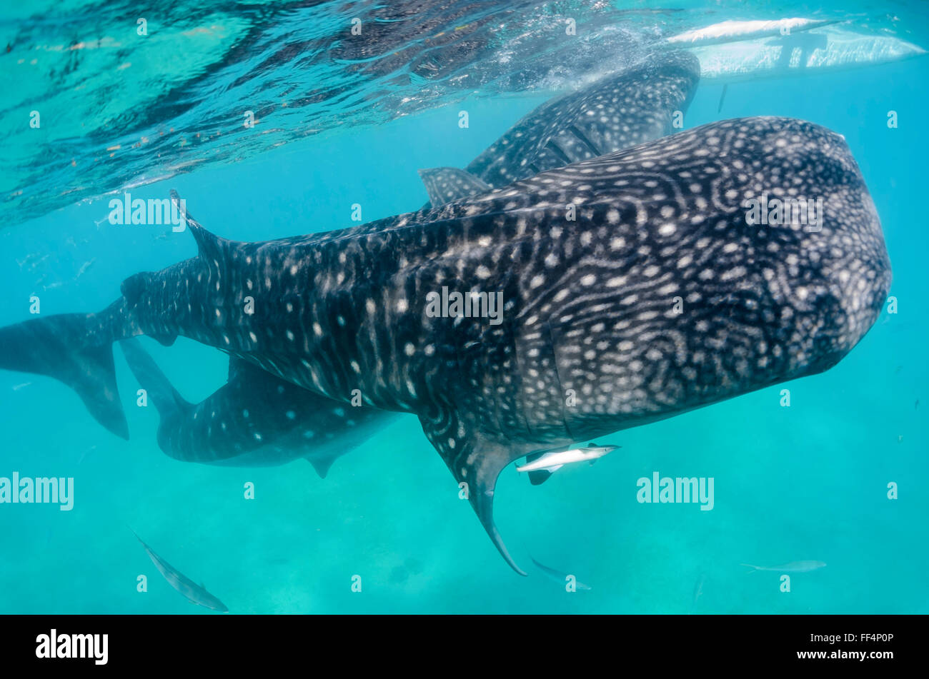 Gli squali balena , Rhincodon typus, Oslob, Cebu, Filippine Foto Stock