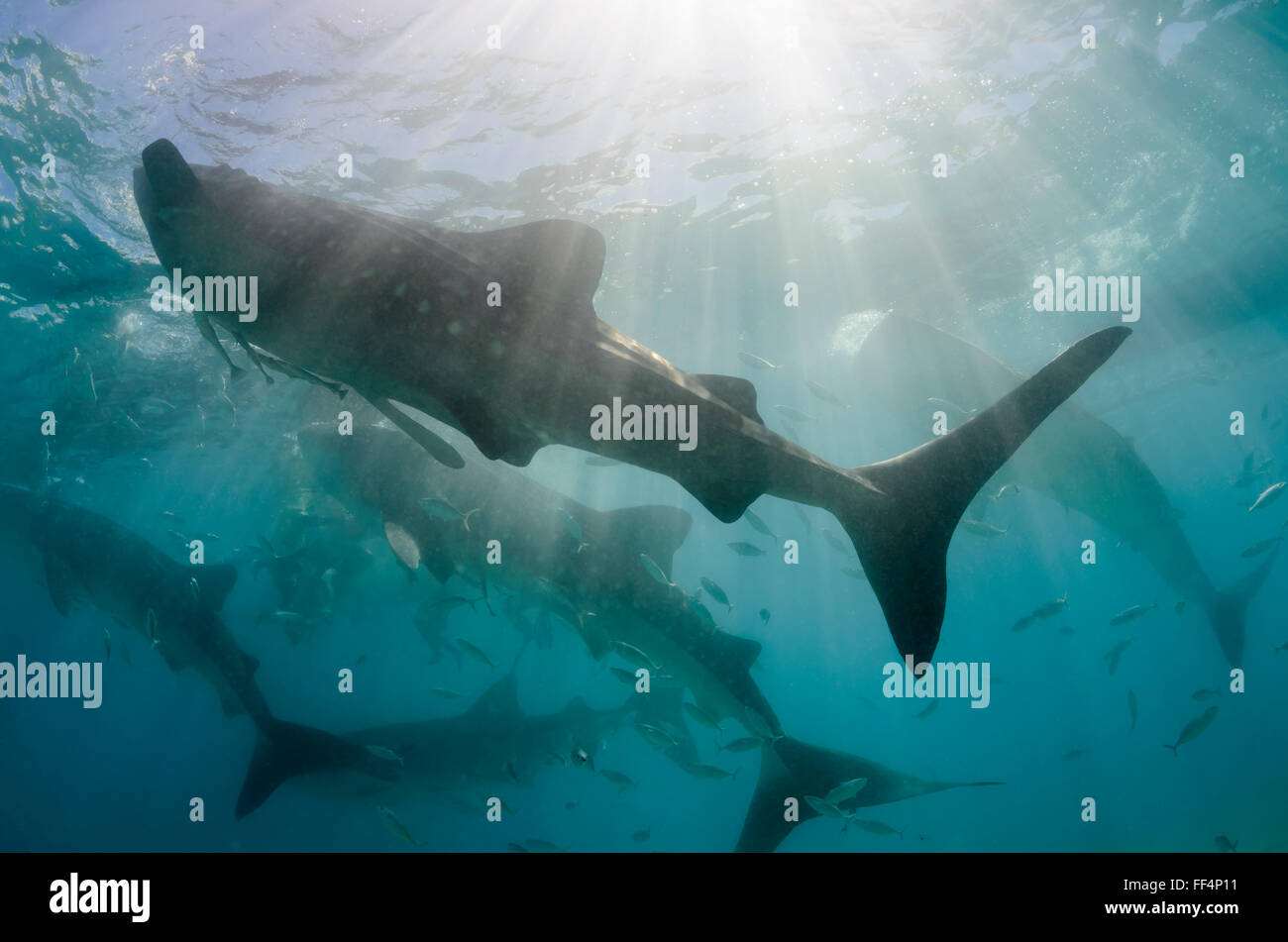 Gli squali balena , Rhincodon typus, Oslob, Cebu, Filippine Foto Stock