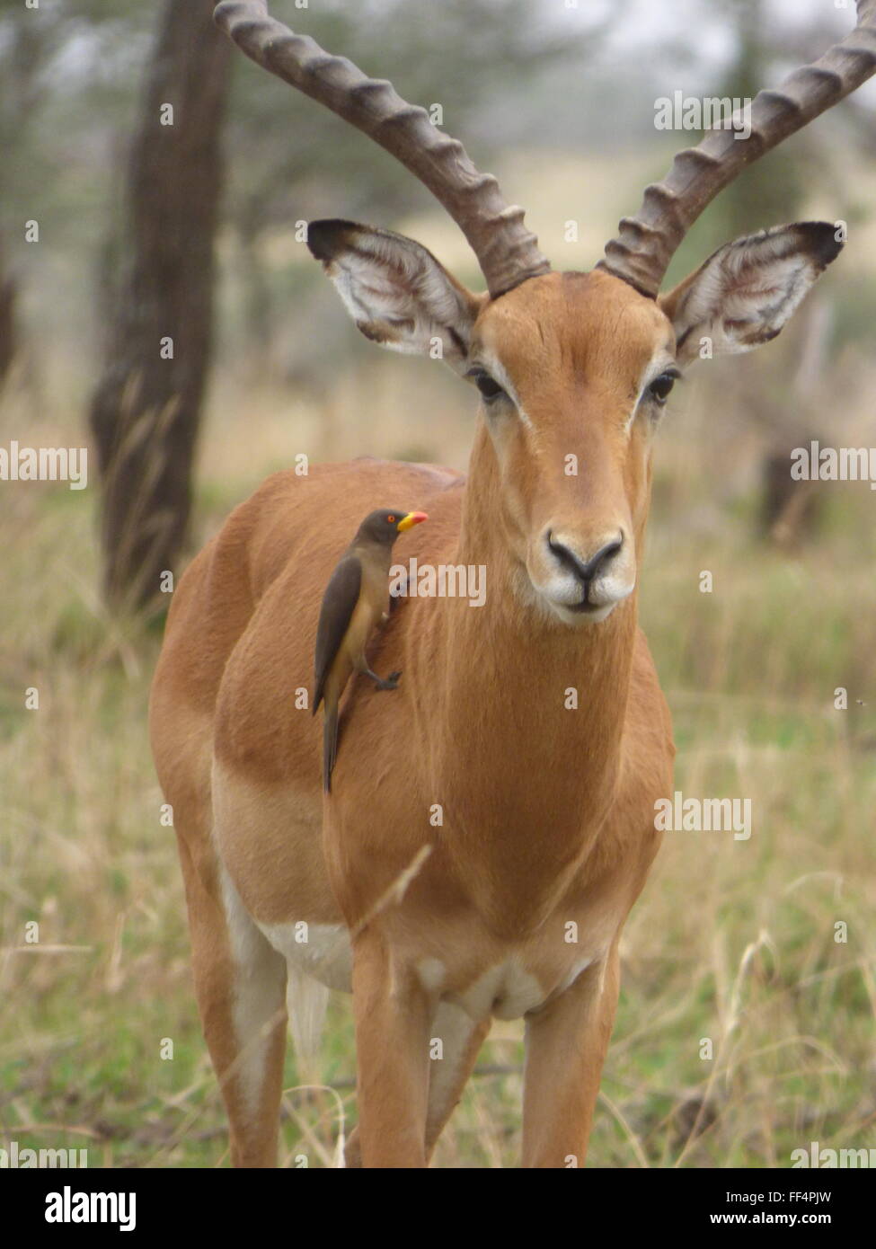 Un impala con un uccello nel Parco Nazionale del Serengeti. Tanzania Africa foto di jen lombardo Foto Stock