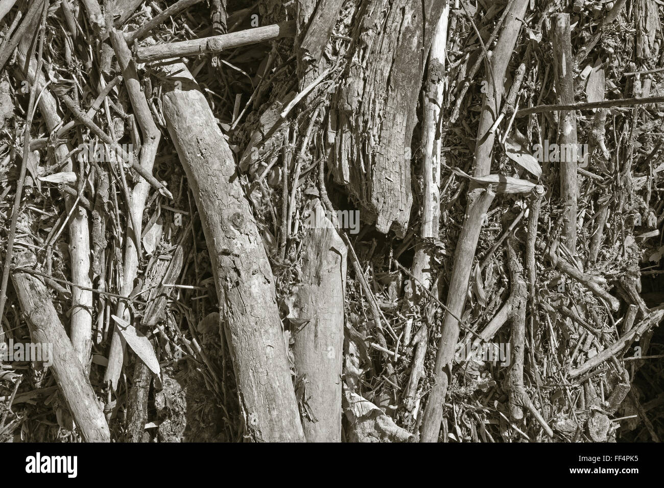 Legno alluvionali - sfondo Foto Stock