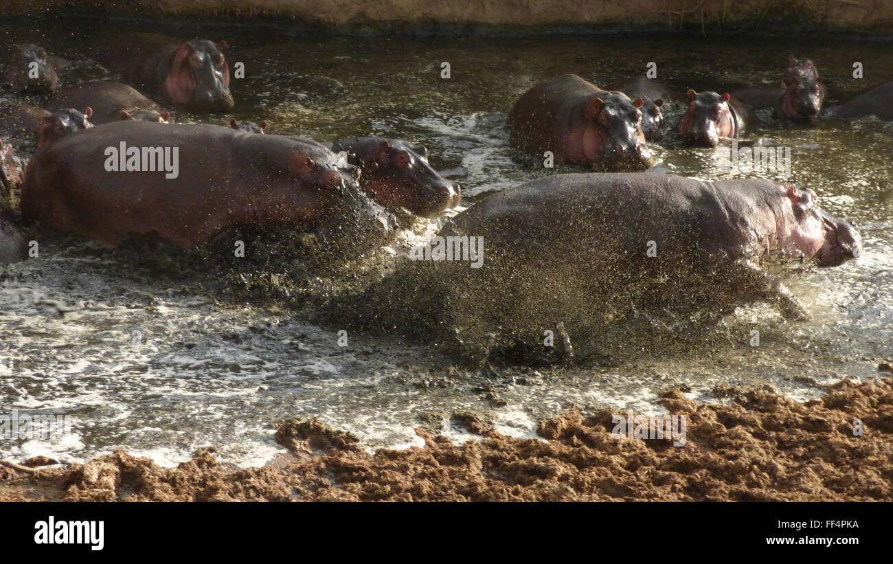 Ippopotami ottenere aggressivo nel Parco Nazionale del Serengeti in Tanzania Africa foto di jen lombardo Foto Stock