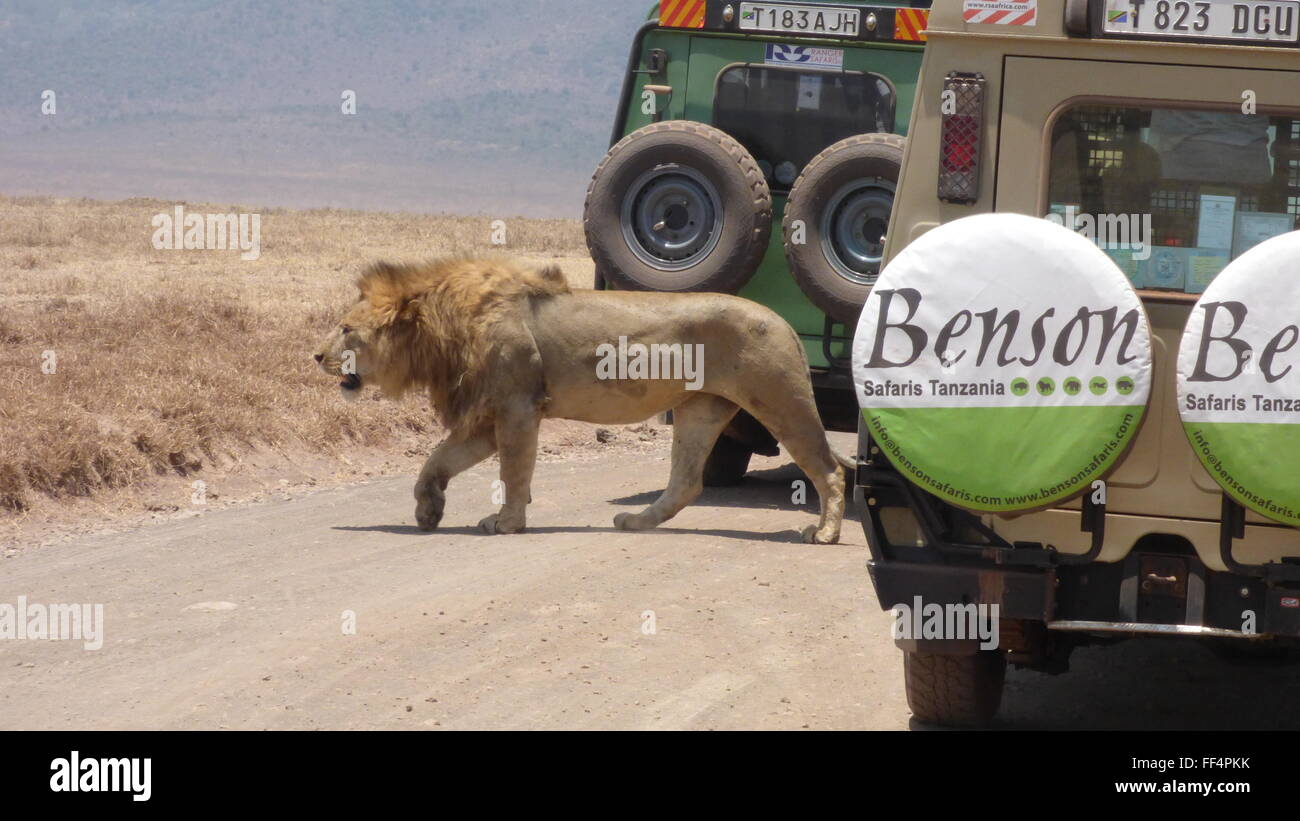 Maschio di leone nella riserva naturale di Ngorongoro in Tanzania * Si prega di nascondere qualsiasi numeri di targa foto di jen lombardo Foto Stock
