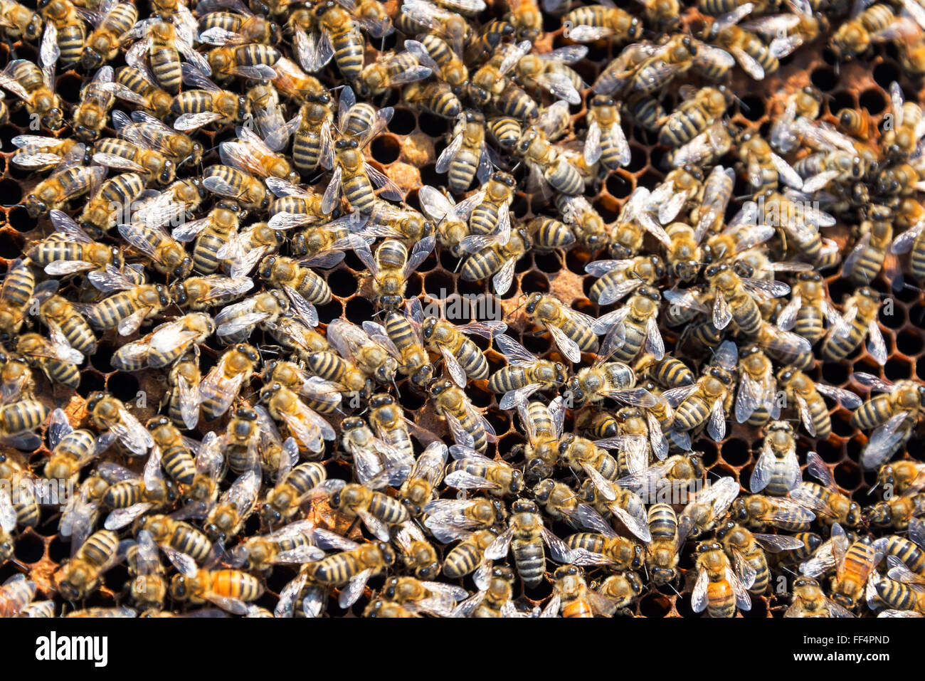 Primo piano di uno sciame di api come si vede in Buffalo, Wyoming Foto Stock