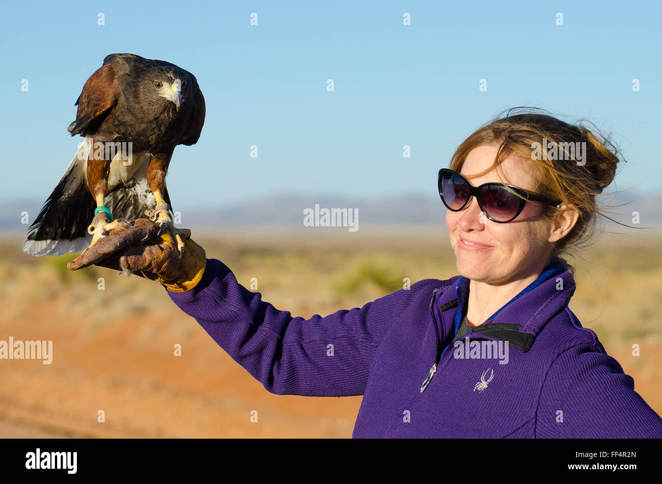 Captive Harris Hawk, (Parabuteo unicinctus), Nuovo Messico, Stati Uniti d'America. Foto Stock