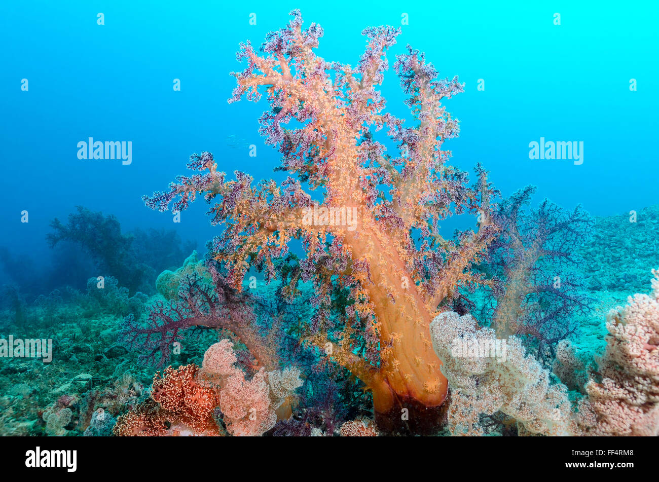 Albero di corallo, Scleronephthya sp., Moalboal, Tuble, Cebu, Filippine Foto Stock