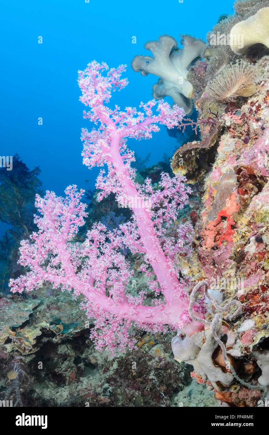 Albero di corallo, Scleronephthya sp., Moalboal, Tuble, Cebu, Filippine Foto Stock