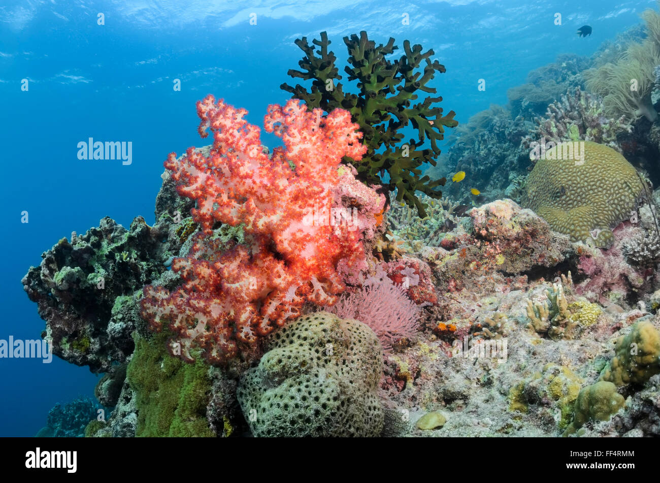 Albero di corallo, Dendronephthya sp, Moalboal, Tuble, Cebu, Filippine Foto Stock