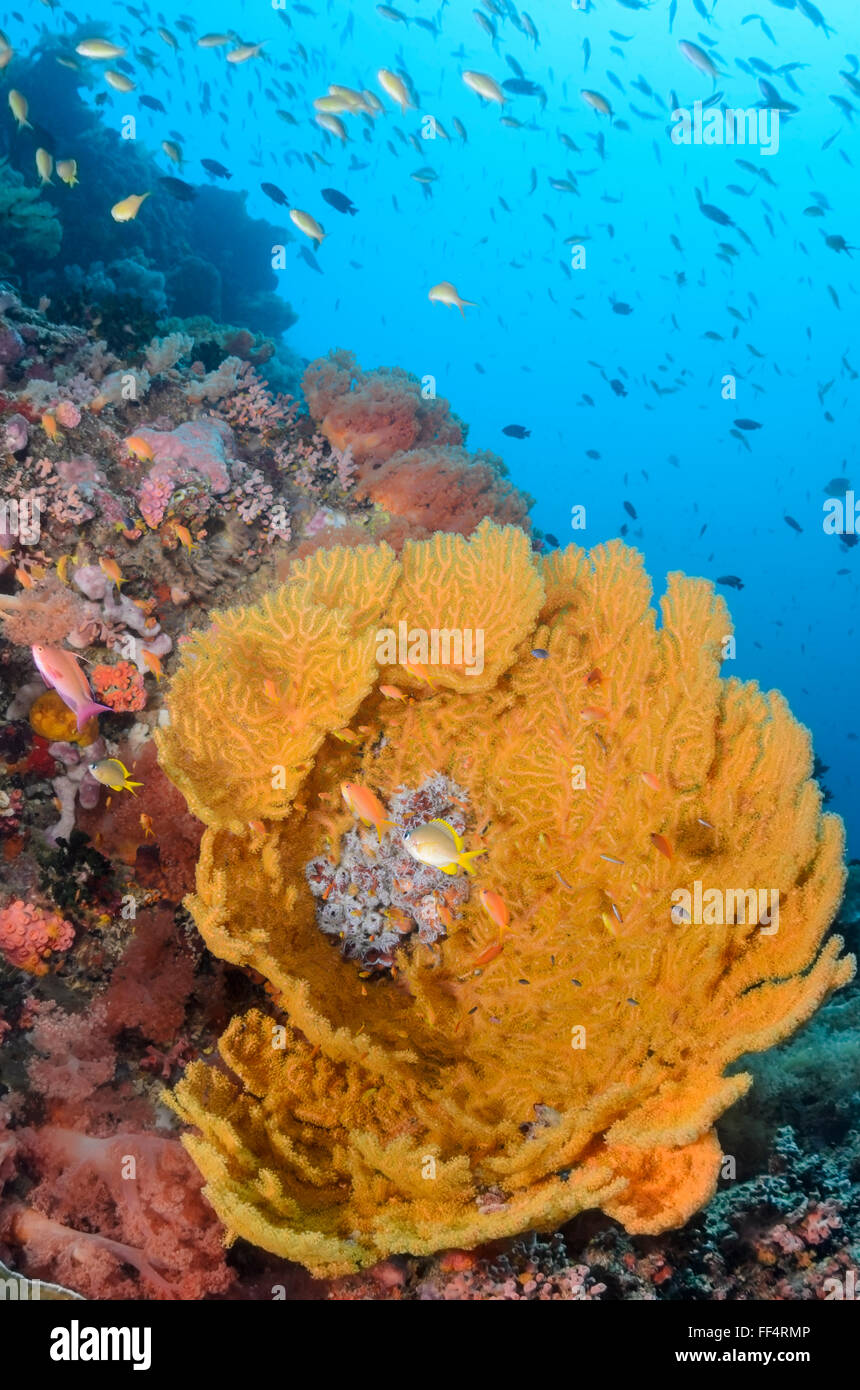Ventilatore di mare o di gorgonie e coralli Acalcigorgia sp., Pescador Island, Moalboal, Tuble, Cebu, Filippine Foto Stock