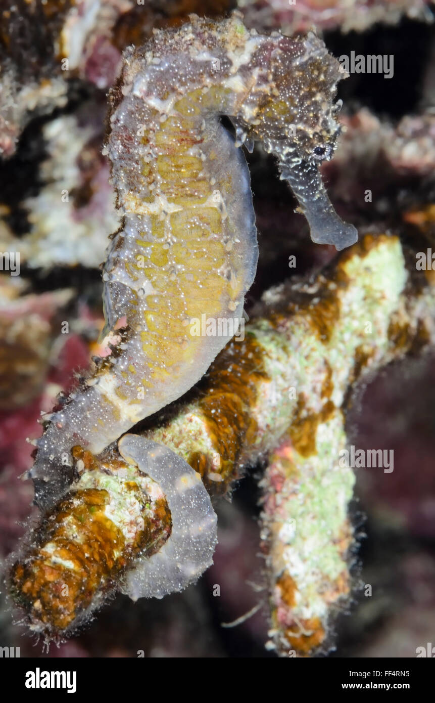 Cavalluccio marino Tigertail, Hippocampus proviene, Moalboal, Tuble, Cebu, Filippine Foto Stock