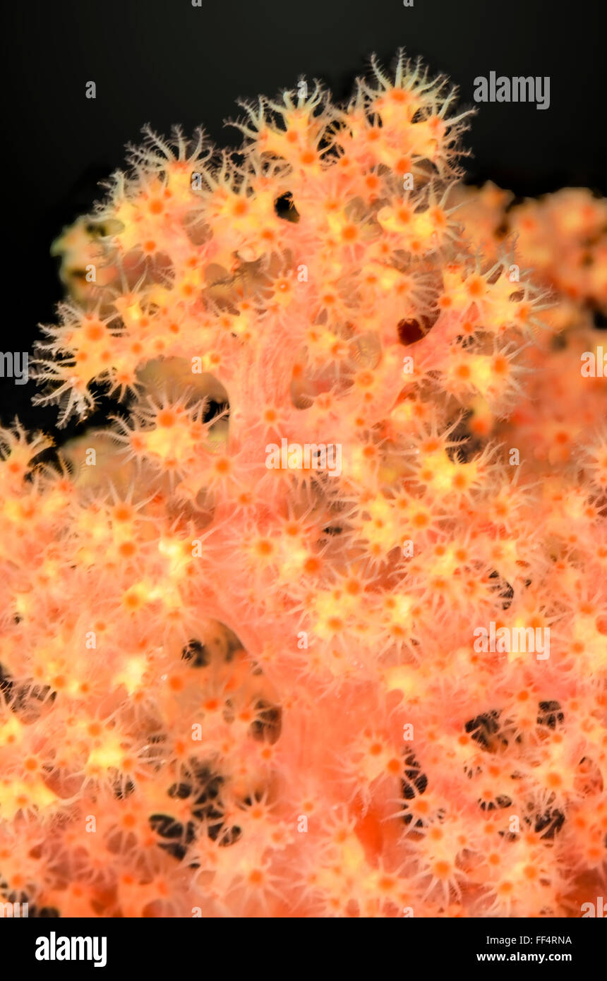 Albero di corallo, Scleronephthya sp., Moalboal, Tuble, Cebu, Filippine Foto Stock