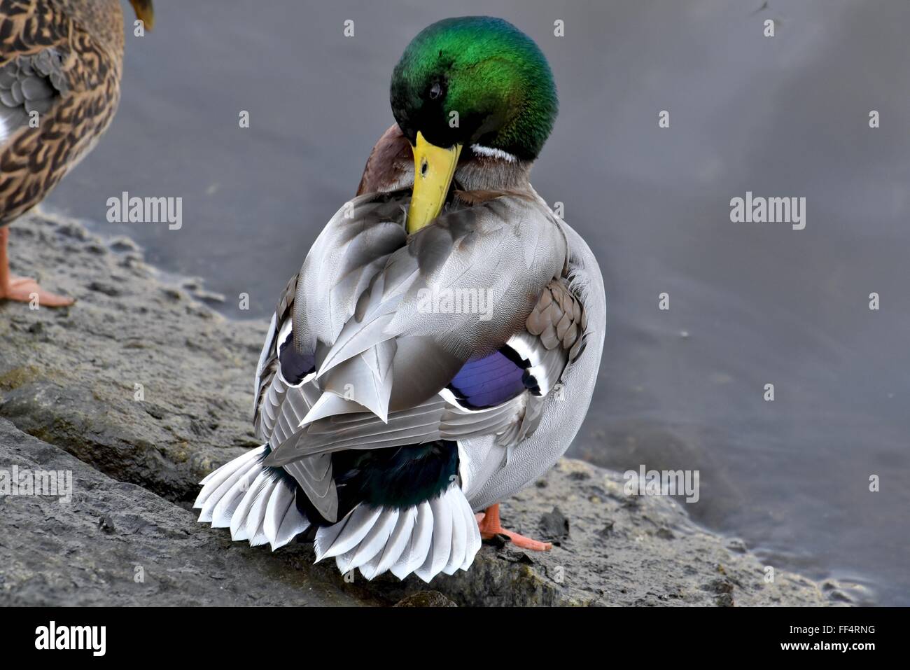 Bella Mallard duck Foto Stock