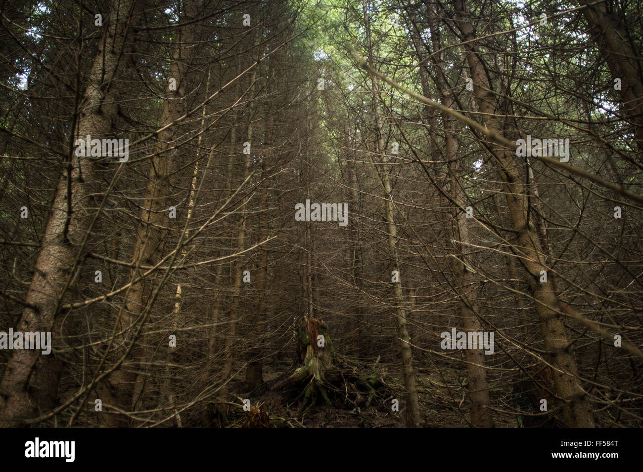 Immagine di un oscuro, Foresta Misteriosa Foto Stock