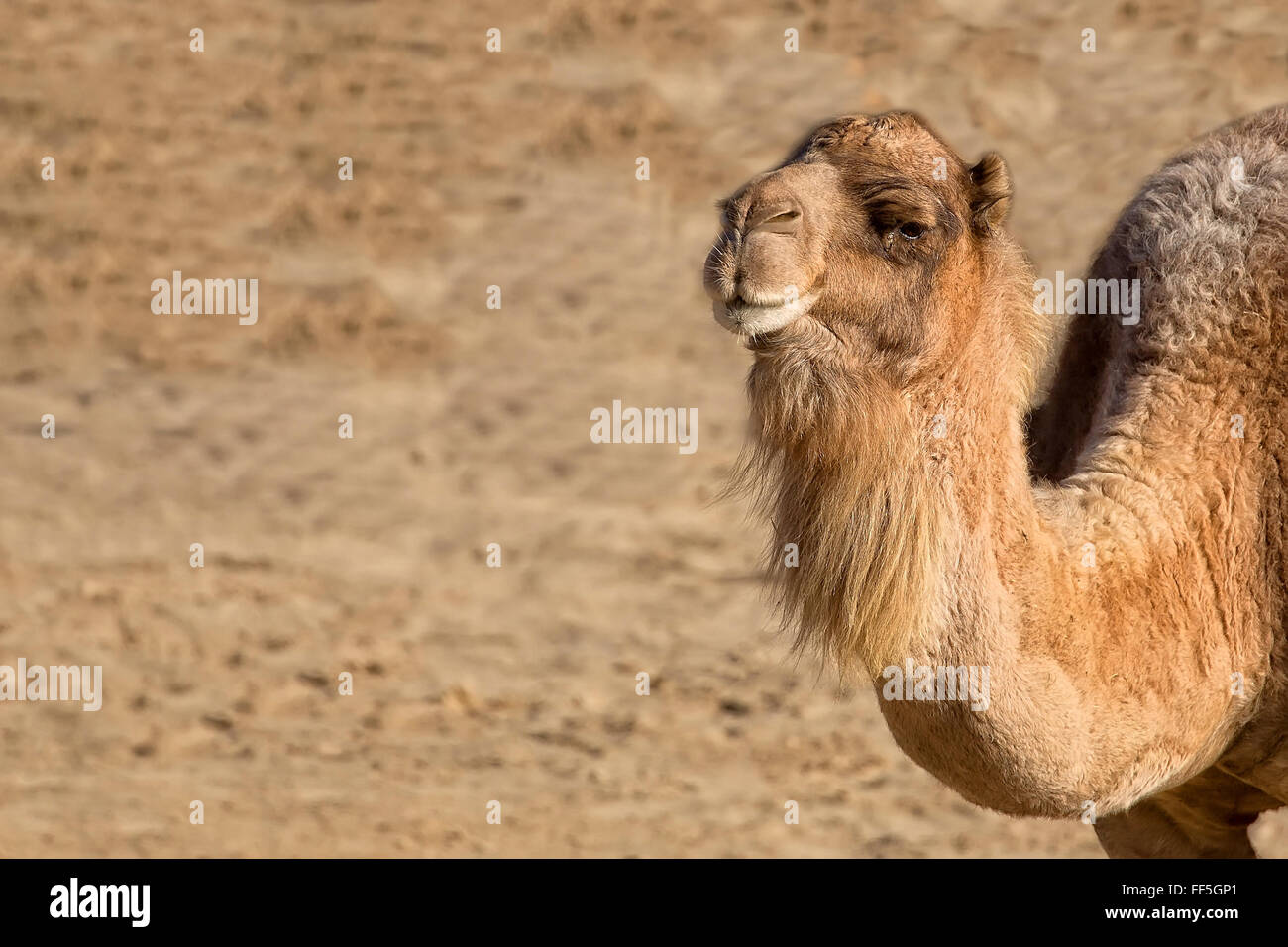 Camel nel selvaggio, un ritratto Foto Stock