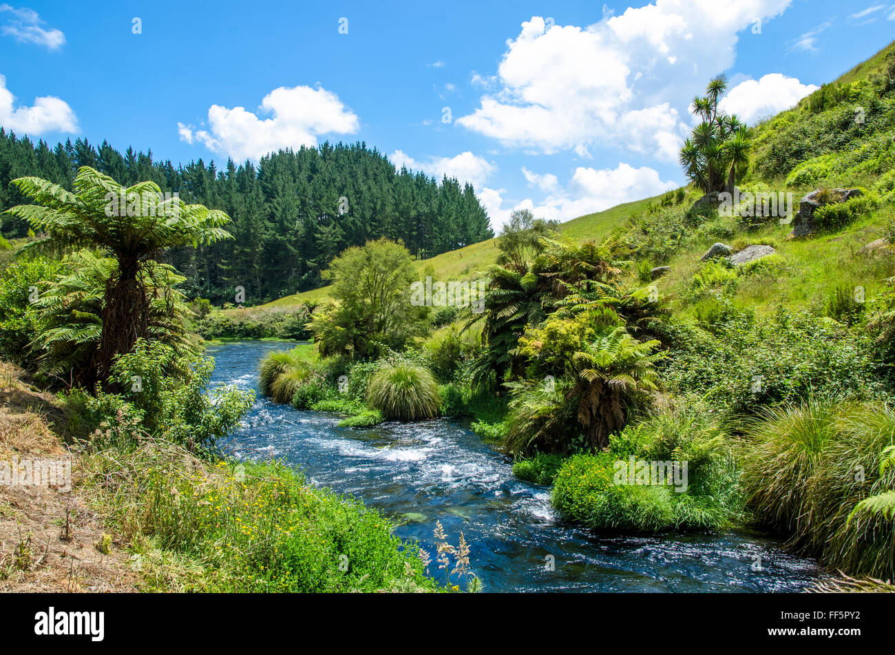 Molla blu che si trova in te Waihou passerella,Hamilton Nuova Zelanda. Foto Stock