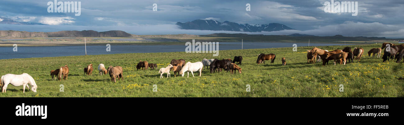 Cavalli nella penisola di Vatnsnes, Islanda Foto Stock