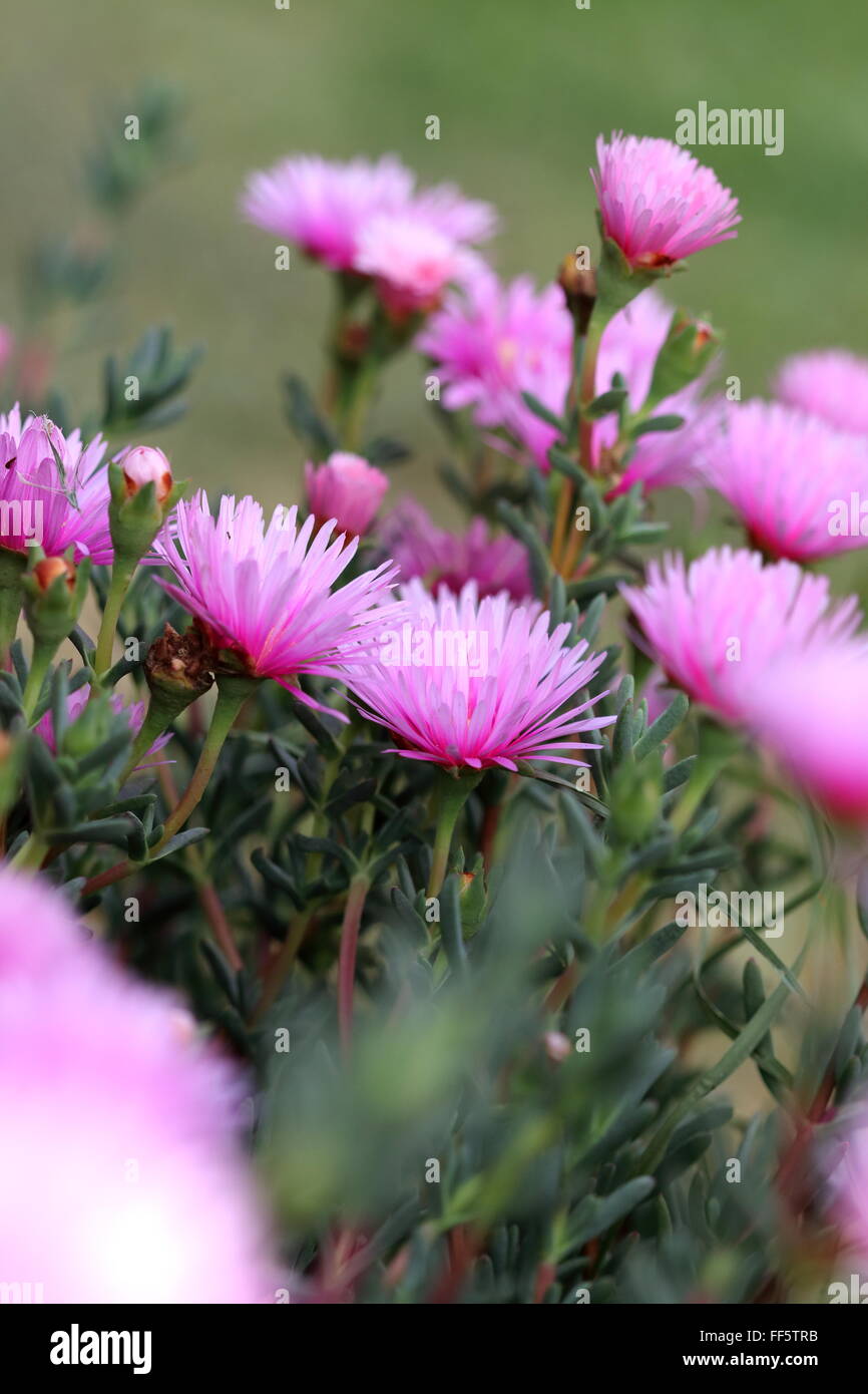 Rosa faccia di maiale fiori o Mesembryanthemum , impianto di ghiaccio fiori, Livingstone margherite in piena fioritura contro lo sfondo di colore verde Foto Stock