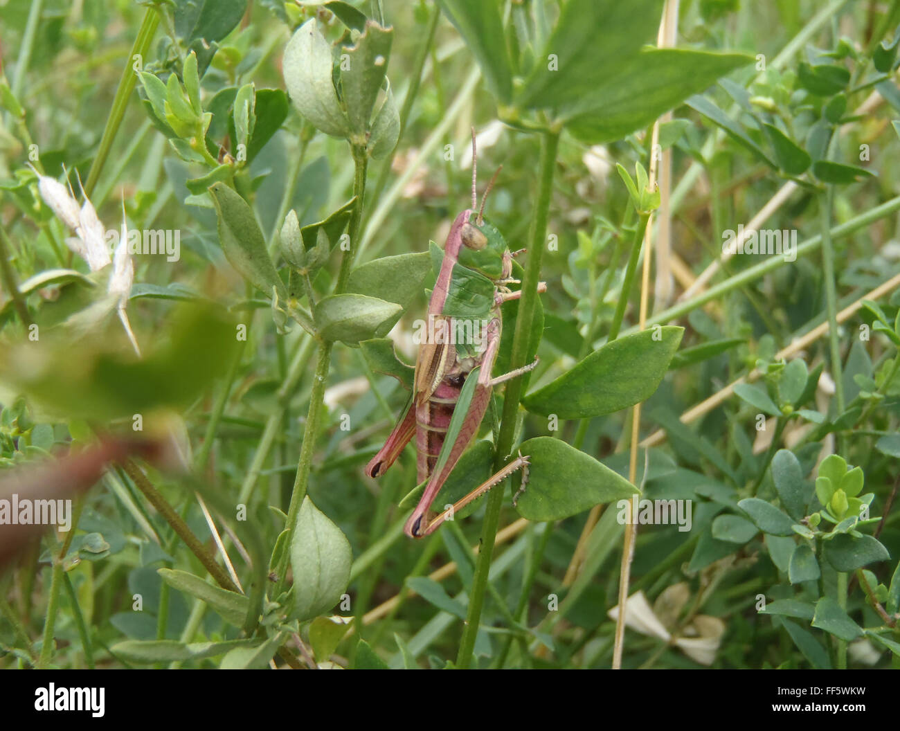 Parzialmente prato rosa grasshopper (Chorthippus parallelus) sul gambo frondoso in un prato Foto Stock