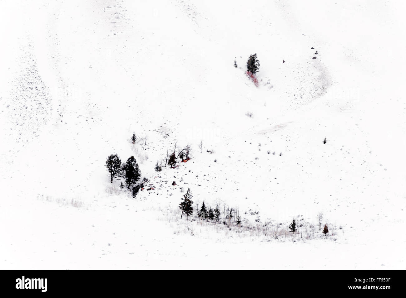 Immagine astratta da un lato della collina con alberi e neve durante l'inverno nel Parco Nazionale di Yellowstone, Wyoming negli Stati Uniti. Foto Stock