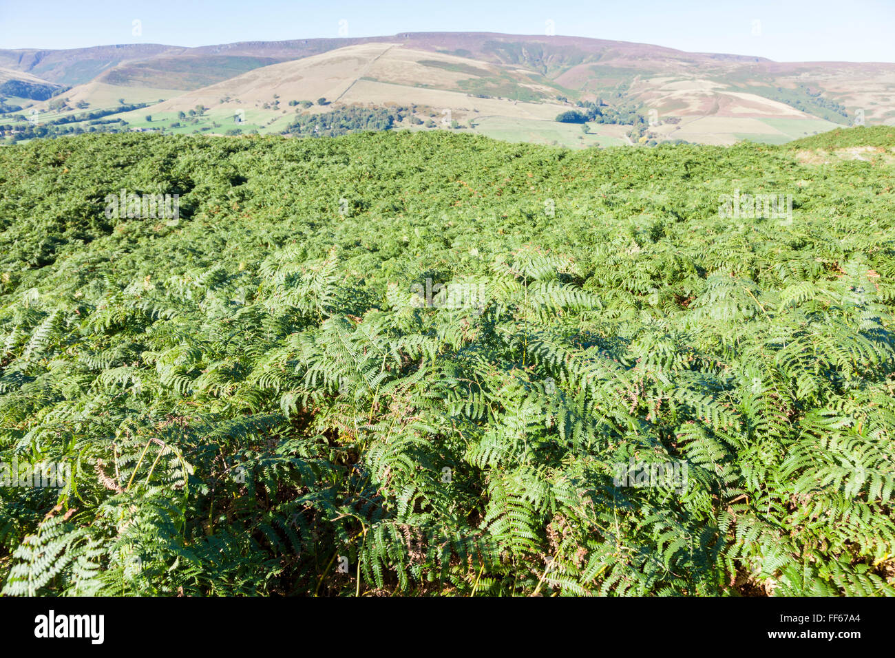 Bracken in cima ad una collina. Il grande Ridge, Derbyshire, Peak District, England, Regno Unito Foto Stock