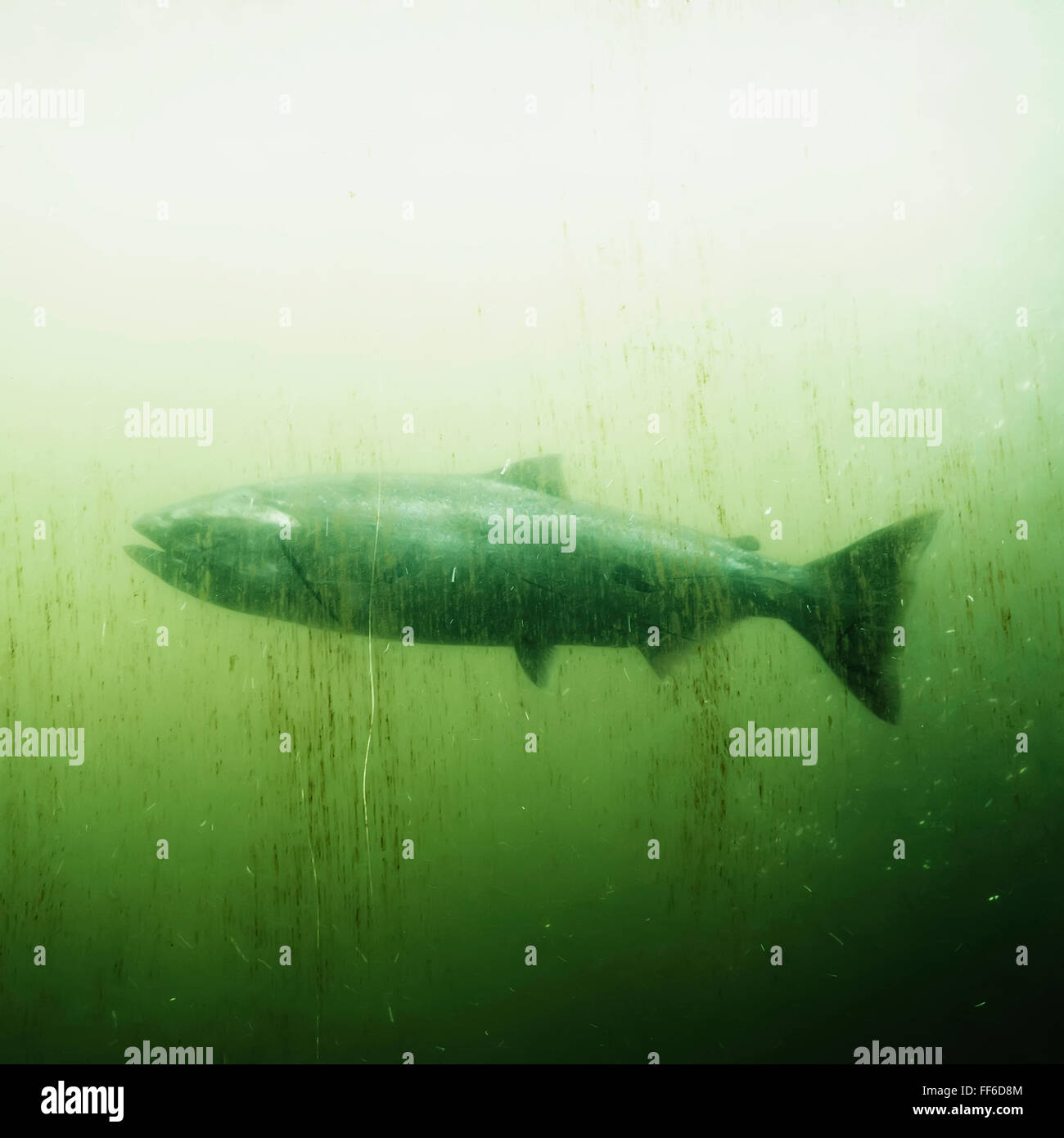 Salmone in un pesce serbatoio passa a Ballard serrature, Seattle Foto Stock