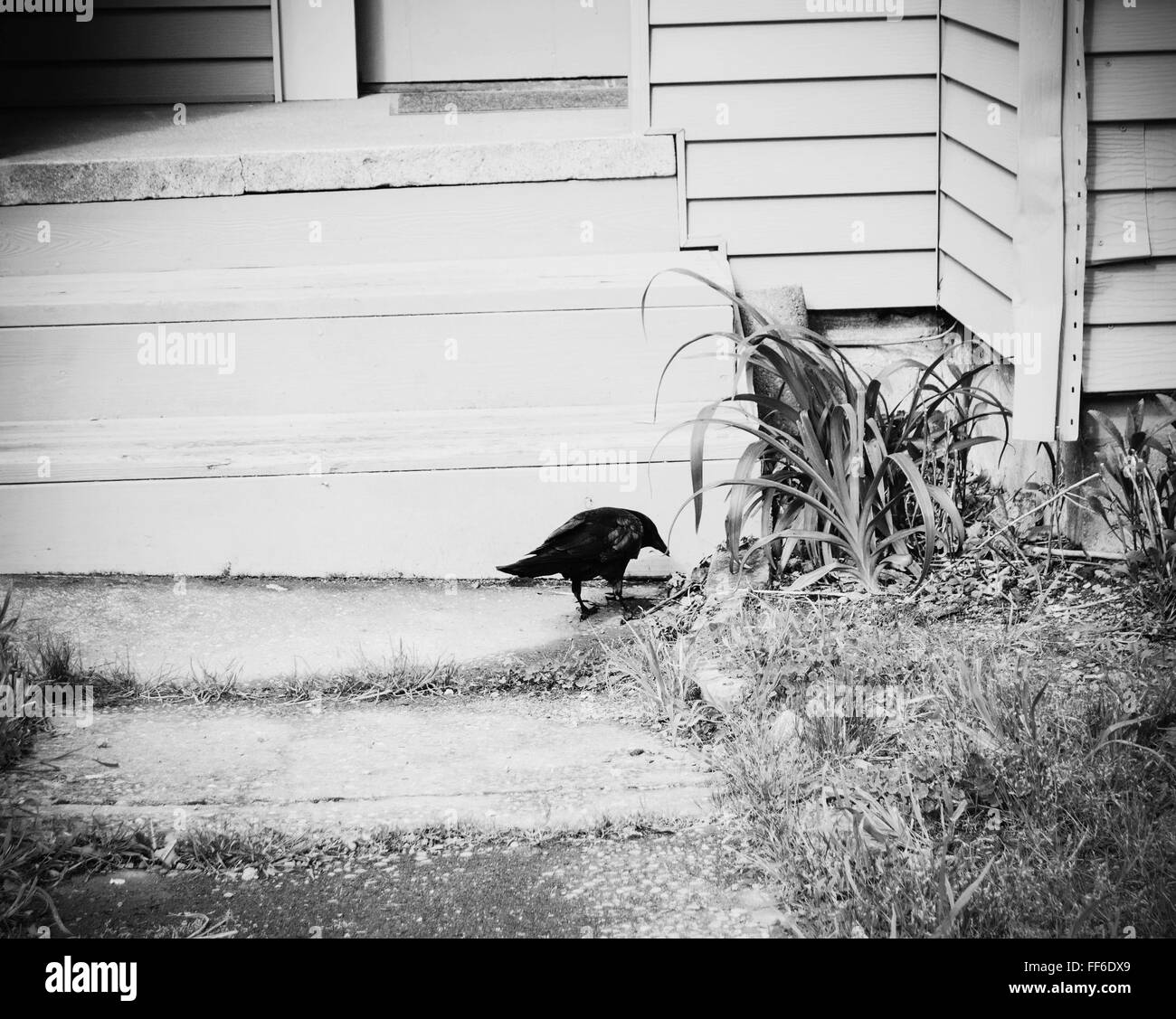 Un corvo nero sul cammino di una casa abbandonata in un sobborgo. Foto Stock