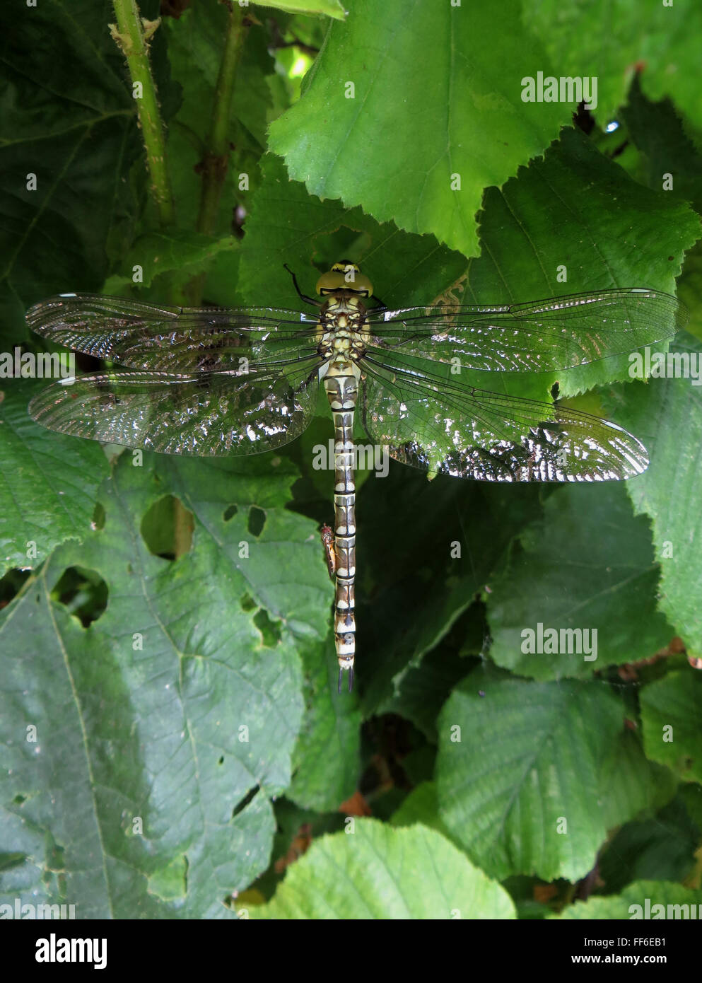 Hoverfly in appoggio sul neo-femmina tratteggiata Southern Hawker dragonfly (Aeshna cyanea) in appoggio su di un nocciolo di bush Foto Stock