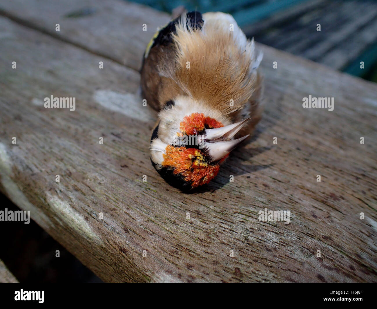 Macro colpo di testa di un morto (cardellino Carduelis carduelis) su una tavola di legno Tavolo da giardino Foto Stock