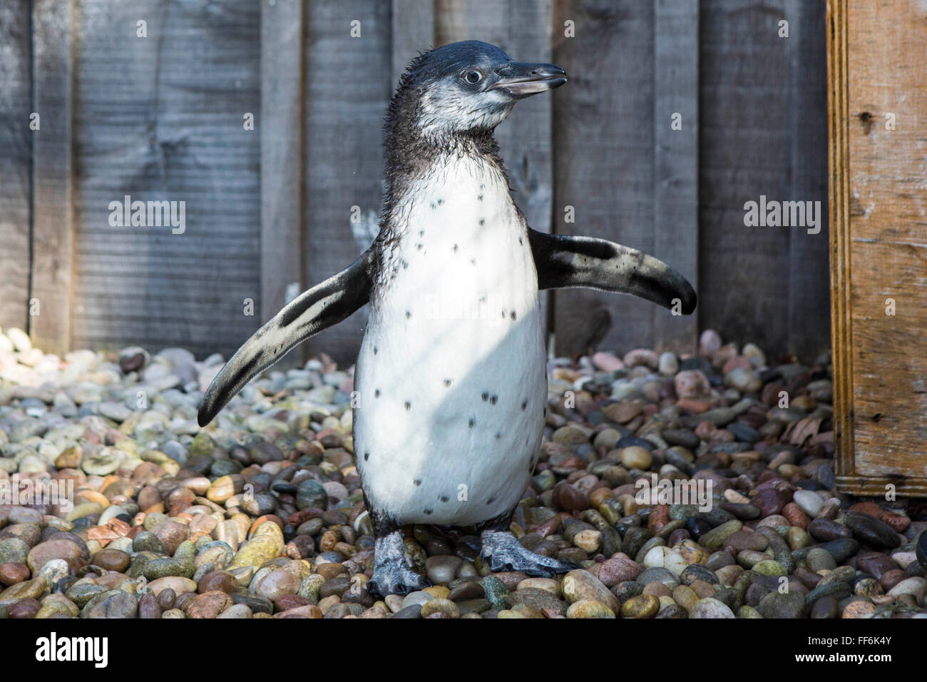 Pozzanghere, il pinguino orfani prende la sua prima lezione di nuoto nella piscina di formazione presso lo Zoo di Londra. Guidati dalla sua madre surrogata e bird keeper Vicky Fyson. Si prega di credito tutte le immagini con utilizzo: © Andrew Aitchison Foto Stock