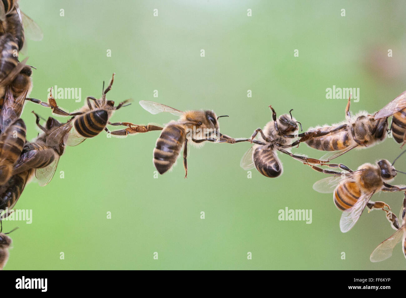 Le api di parti di collegamento di uno sciame di api Foto Stock