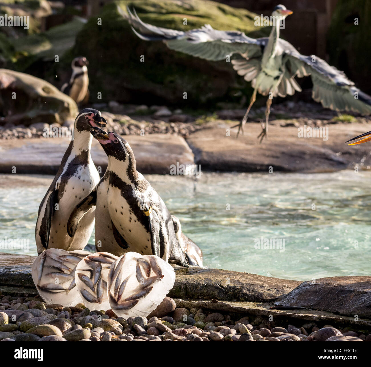 Londra, Regno Unito. Xi Febbraio, 2016. I pinguini Humboldt presso lo Zoo di Londra sono offerti un San Valentino a tema per trattare dei loro pesci preferiti, servito nel cuore a forma di blocchi di ghiaccio per evidenziare l'avvio della riproduzione dei pinguini come cominciano a raccogliere i loro nido-compagni Credito: Guy Corbishley/Alamy Live News Foto Stock