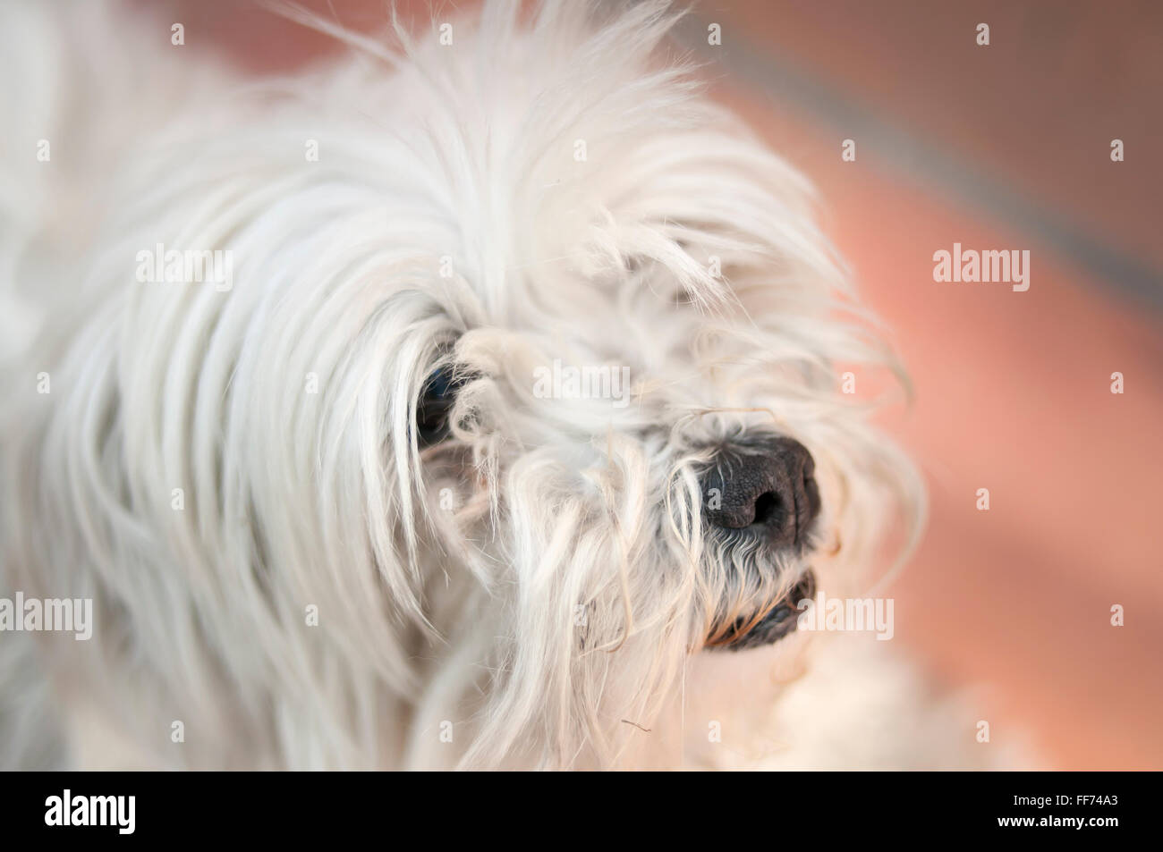 Ritratto di soffici cane guardando la fotocamera Foto Stock
