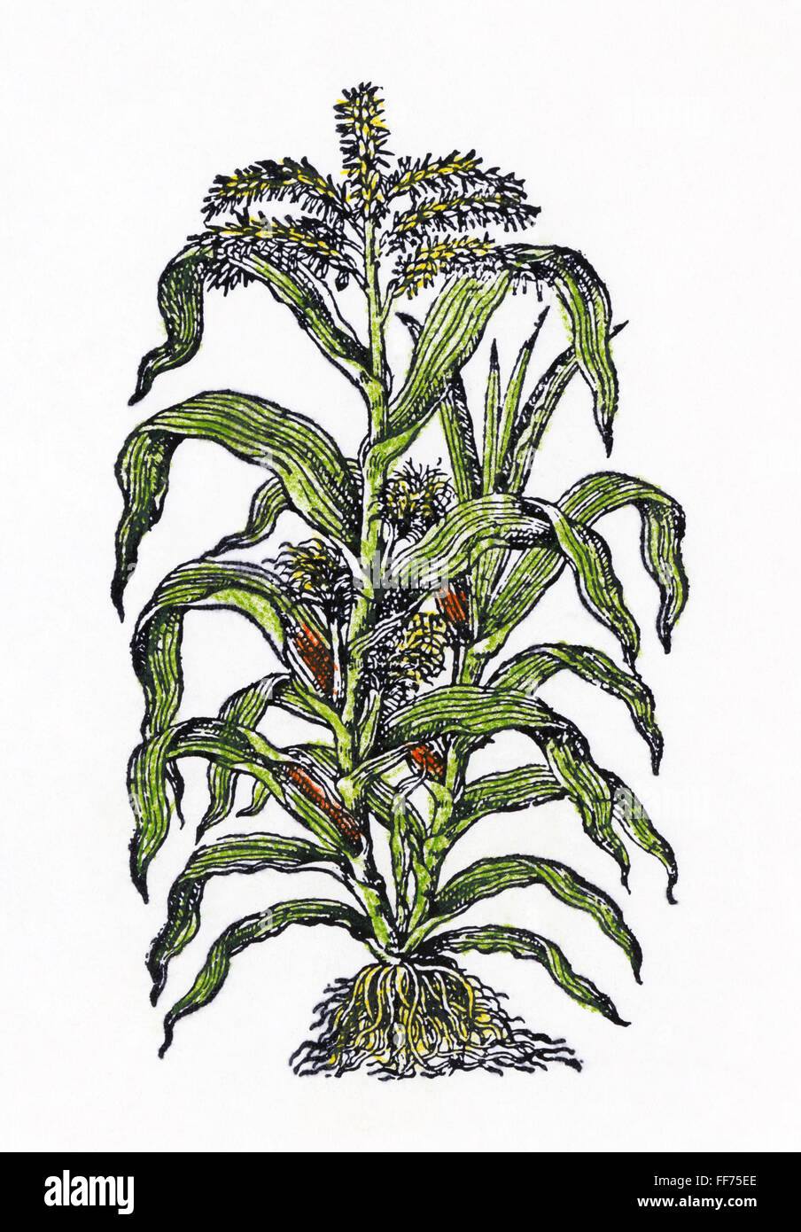 Botanica: Mais, 1597. /N(Zea mays). Xilografia da John Gerard's "Herbal'. Foto Stock