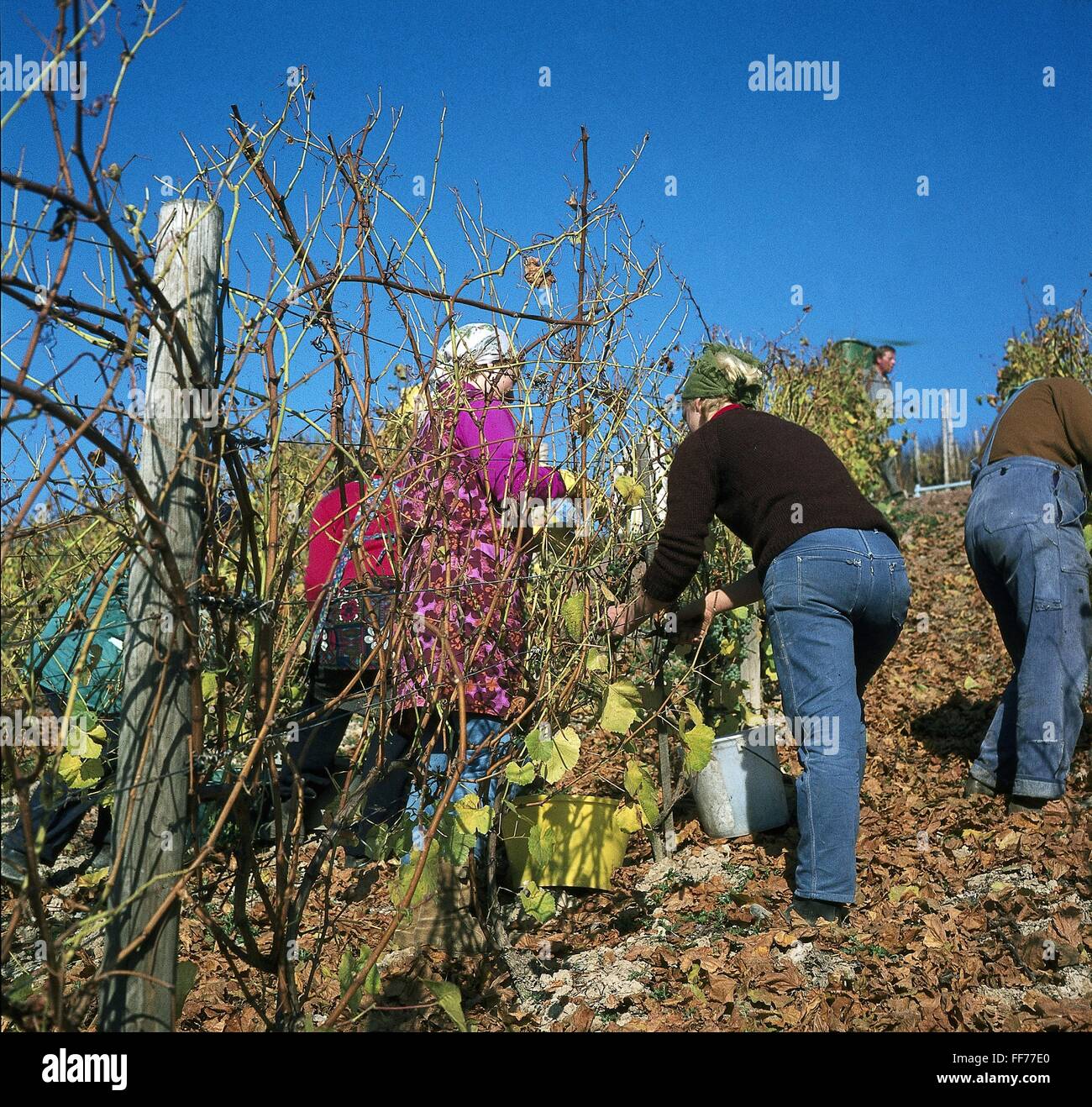 Agricoltura, vino d'uva, durante la vendemmia, anni '60, , diritti-aggiuntivi-clearences-non disponibile Foto Stock