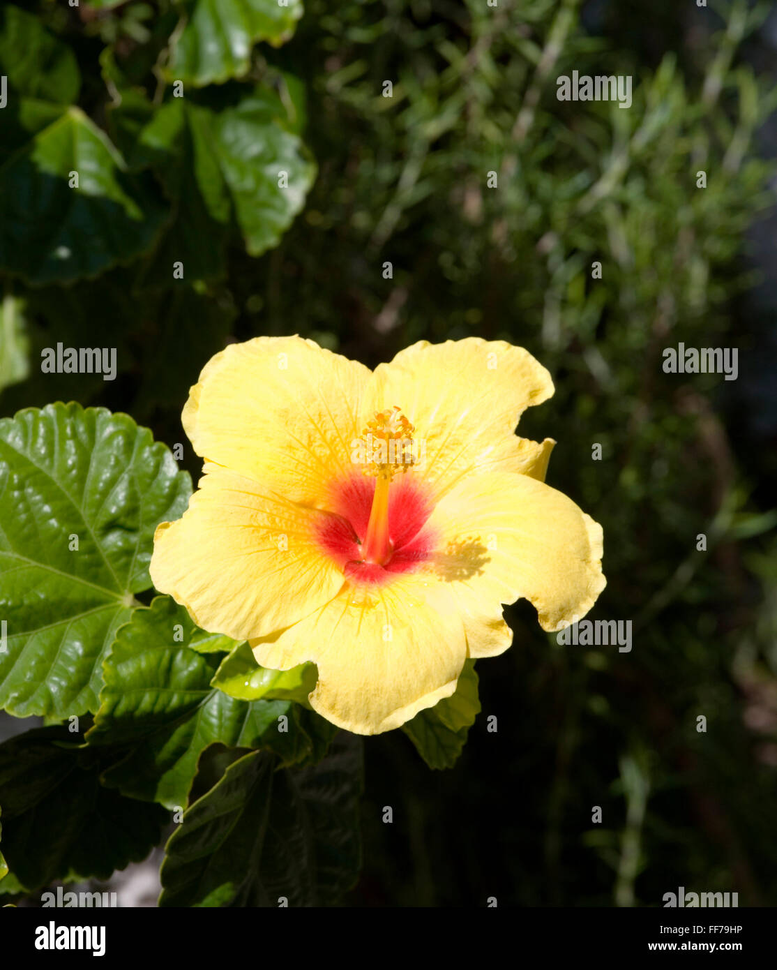 Gaios, Paxos, Isole Ionie, Grecia. Fiore giallo di Hibiscus rosa-sinensis. Foto Stock