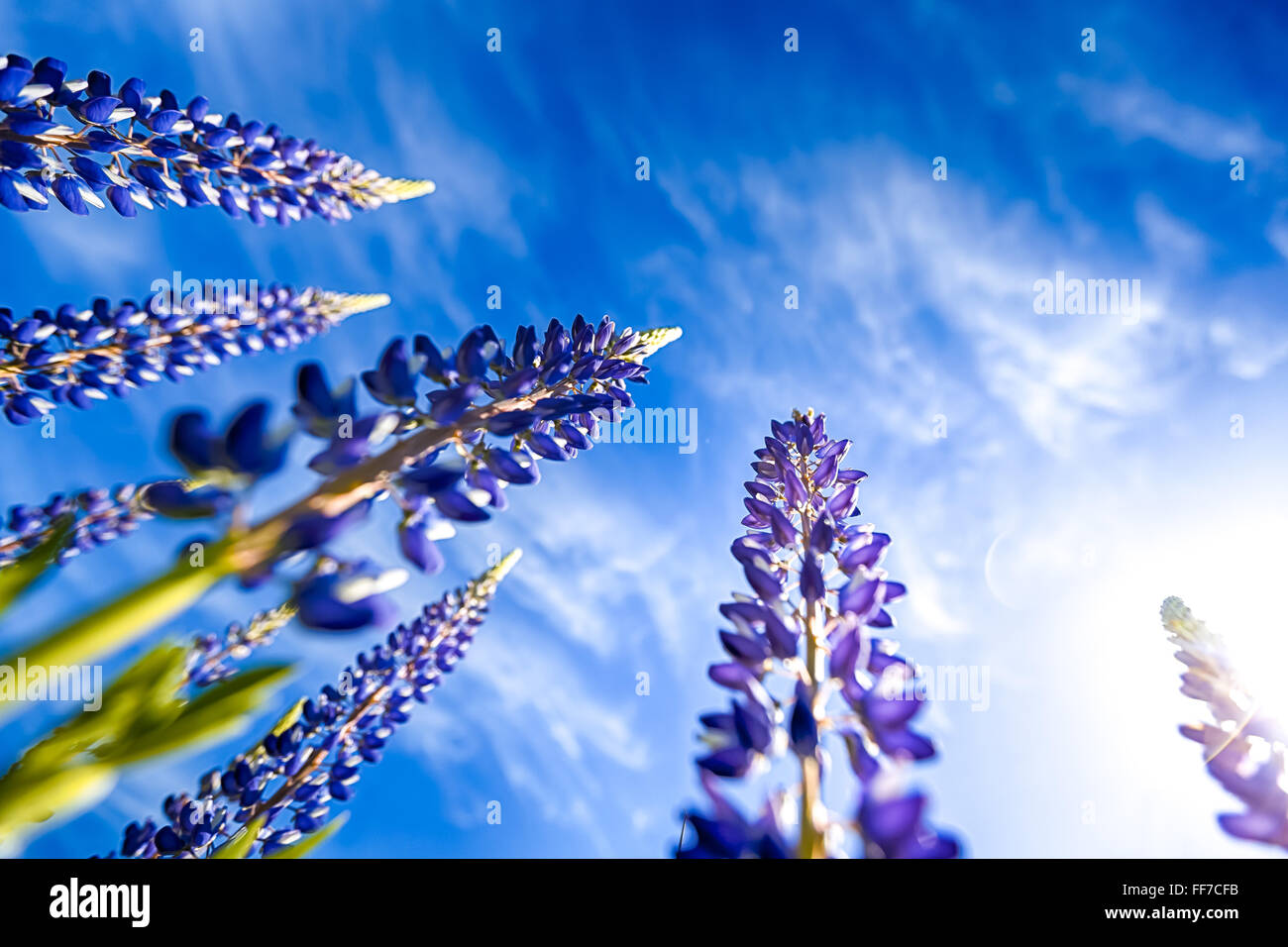 Bella viola Fiori di lupino e luminoso cielo blu Foto Stock