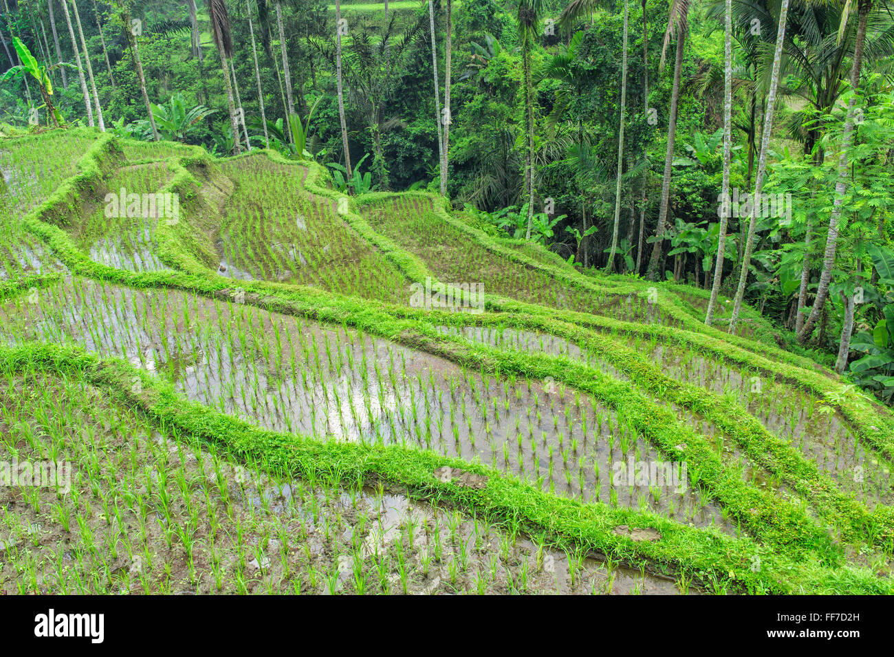Tegallalang terrazze di riso, Ubud, Bali, Indonesia Foto Stock