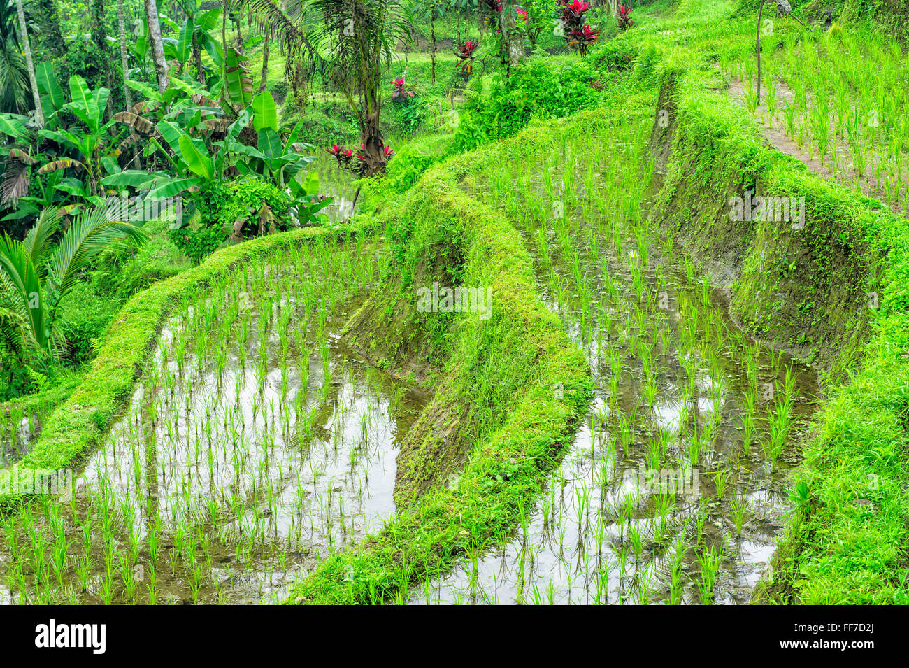 Tegallalang terrazze di riso, Ubud, Bali, Indonesia Foto Stock