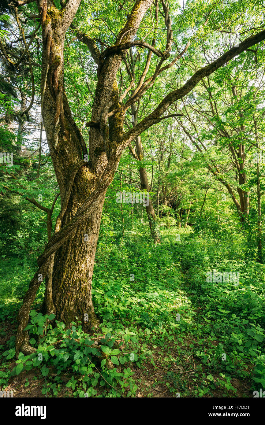Estate verde bosco di latifoglie albero di legno. Foto Stock