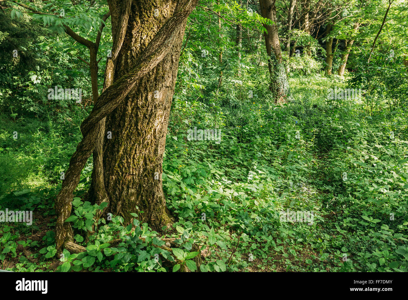 Estate verde bosco di latifoglie albero di legno. Foto Stock