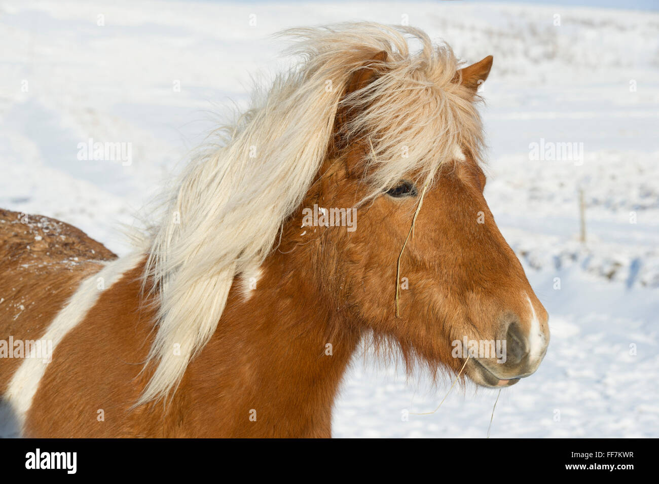 Un cavallo islandese (pony) nella neve i campi coperti durante il periodo invernale Foto Stock