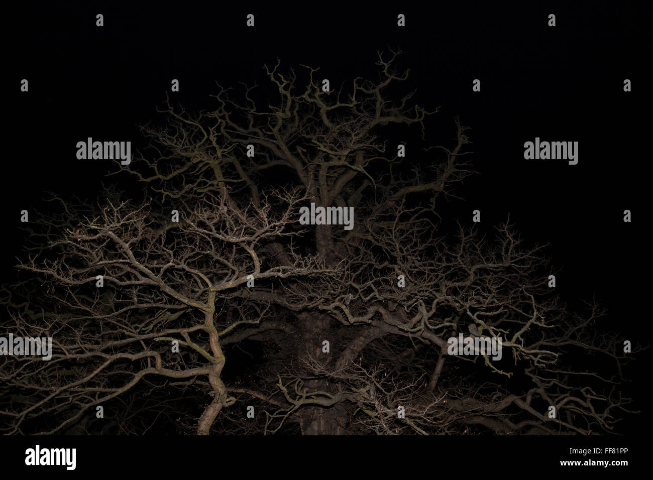 Scary tree di notte Foto Stock