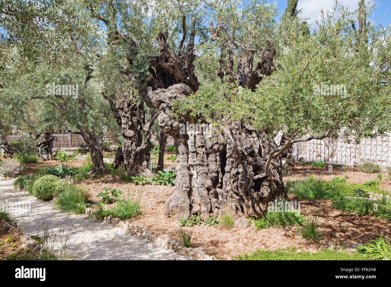 Gerusalemme - molto vecchio Olivo nel giardino davanti la chiesa di tutte le nazioni (Basilica dell Agonia) sotto il monte degli Ulivi Foto Stock