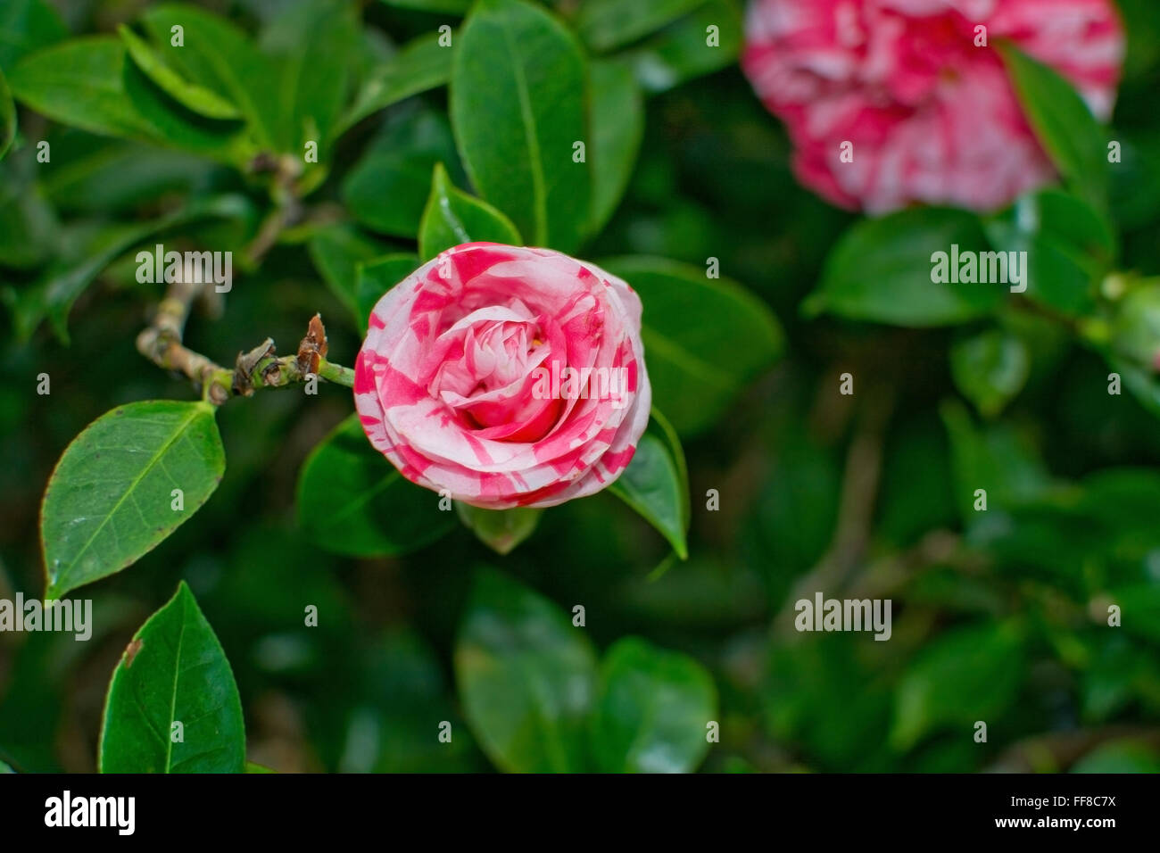 Rosso e Bianco fiore chamellia closeup rossi e bianchi. Foto Stock