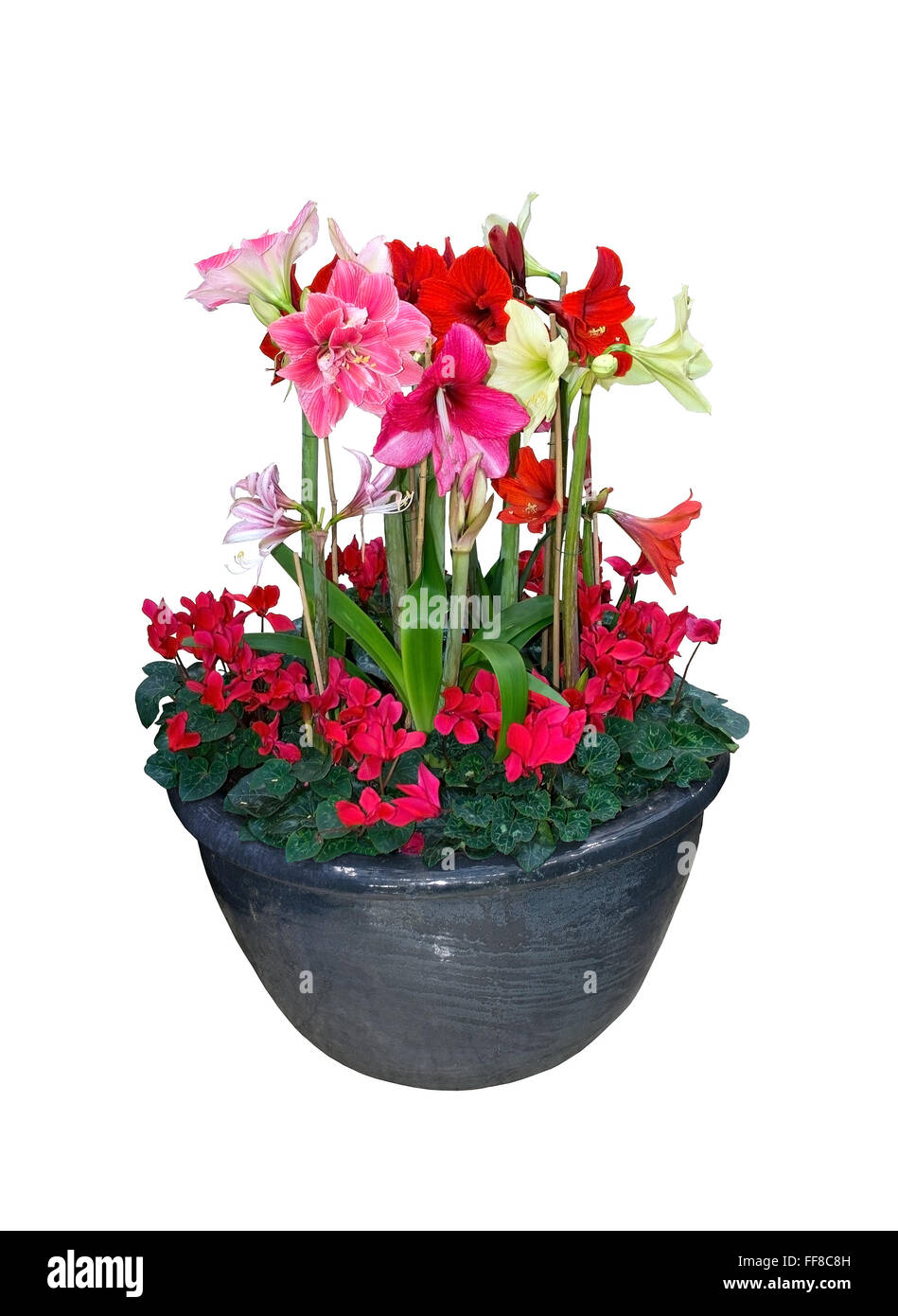 Amaryllis flower bouquet di Natale in pentola con la fioritura amaryllis e ciclamino isolato su bianco. Foto Stock