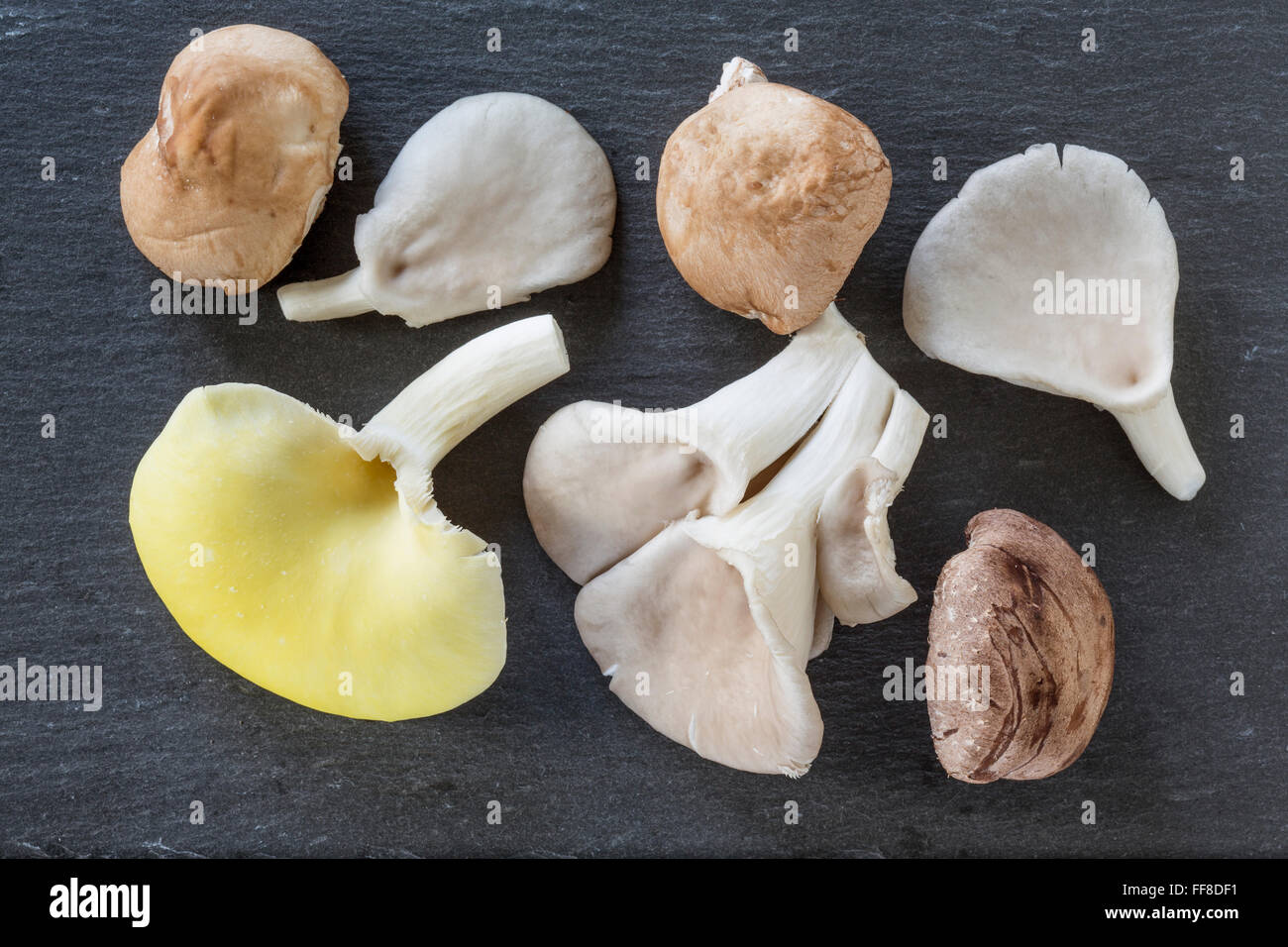 Funghi esotici su sfondo scuro Foto Stock
